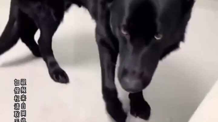 All it wanted was to eat a grape—what’s wrong with that? Netizens commented: “That look in its eyes 