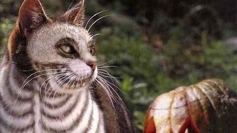 Con người ngược đãi động vật.