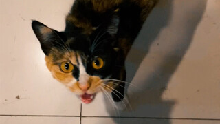 My cat language totally stumped the auntie downstairs—my little cat really does trust me for no appa