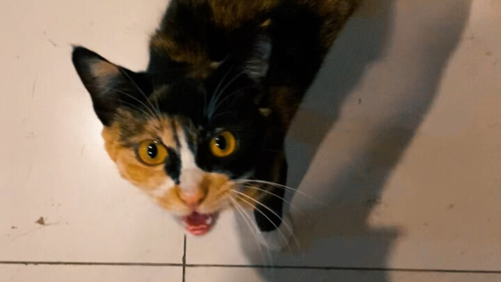 Bahasa kucing langsung membuat tante di lantai bawah bingung, kucing kecil benar-benar bisa memperca