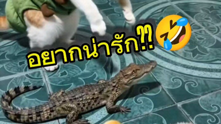 อยากน่ารักหรอ