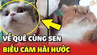 Biểu cảm HÀI HƯỚC của 2 bé mèo được Sen đưa VỀ QUÊ ăn Tết 😂 | Yêu Lu