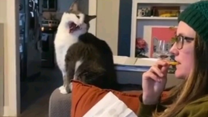 Cat: If you’d just put a little more effort into me, you’d totally get what I’m trying to say.