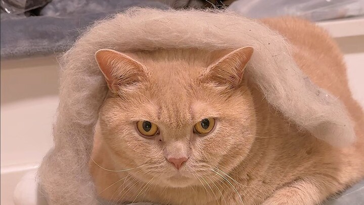 The best purifier at home is actually the chassis