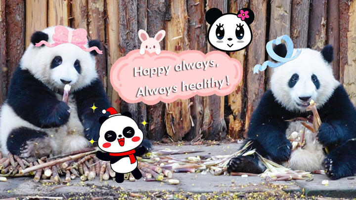 【Panda He Hua & He Ye】Brother and Sister Eating Together.
