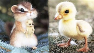 Cute baby animals Videos Compilation cute moment of the animals #16 Cutest Animals 2023