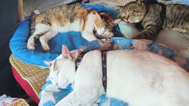 Cuộc sống mùa hè của các bé cưng trên xe tải