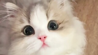 Memanfaatkan saat kucing kecil tidak sadar, tiba-tiba menciumnya sekilas! Kucing kecil, kenapa kamu 