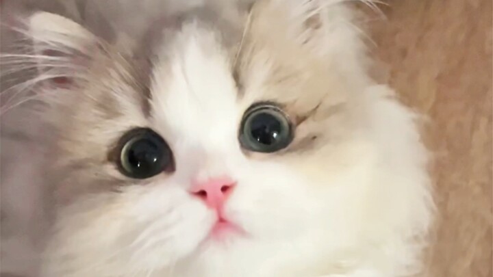 استغل لحظة غفلة القطة وقبّلها فجأة! كيف تنقلب الأدوار هكذا يا قطة الصغيرة...