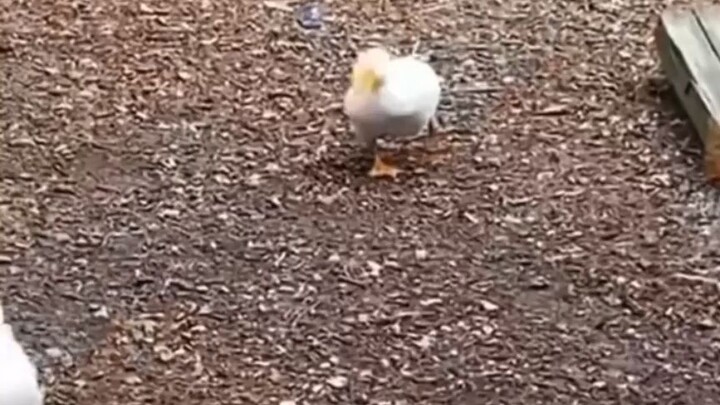 cute animals