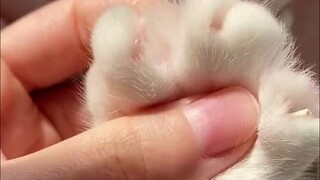 What is a cat thinking when you touch its paw?