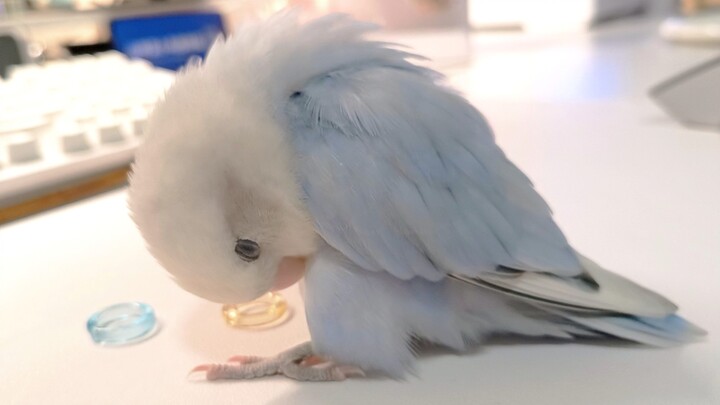 زميلي في السكن هو دجاجة ذكية 🐦