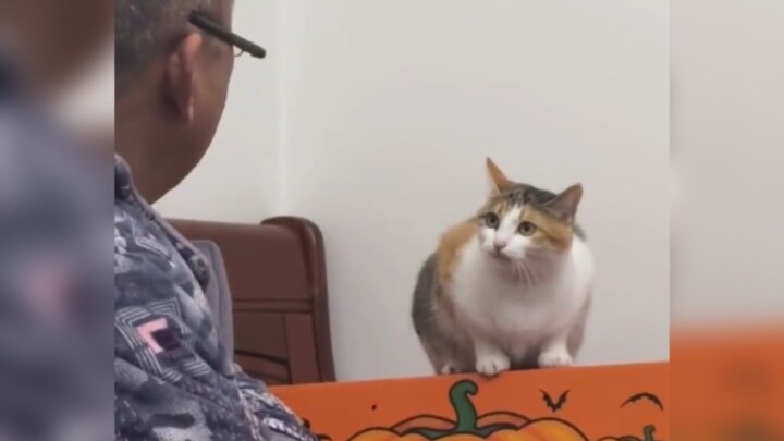 Kucing-kucing kecil yang sudah pintar banget itu bisa berkomunikasi dengan lancar tanpa hambatan. Ay