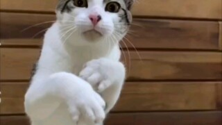 ⚡⚡ فن الملاكمة المتمايل ⚡⚡، لقد تصببت عرقًا بالفعل