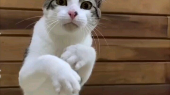 ⚡⚡ท่าหมัดโยกไปมา⚡⚡ เหงื่อไหลไคลย้อยแล้ว