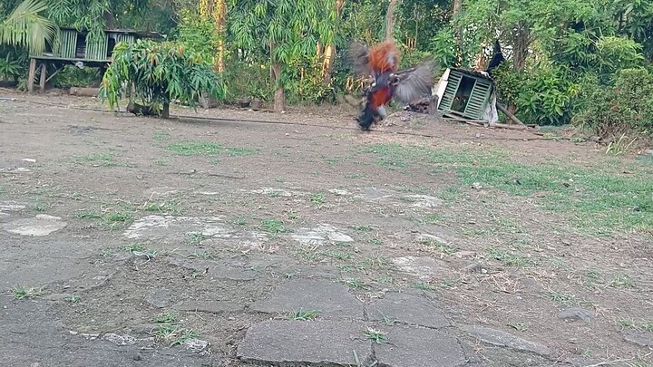 Sweater Brothers SLOMO