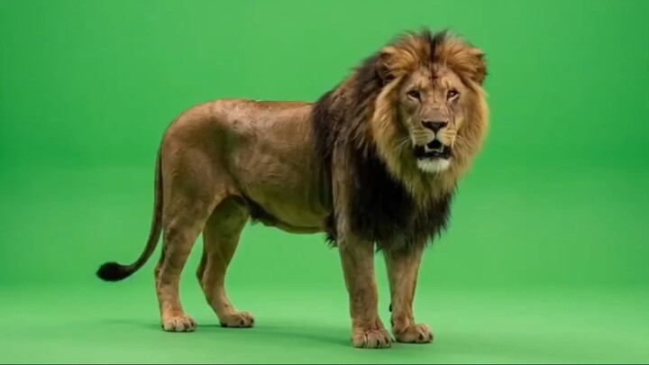 Lion Green Screen VFX Pack 4K