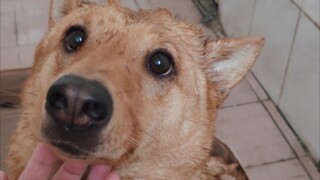 On such a hot day, please keep the puppy away from me
