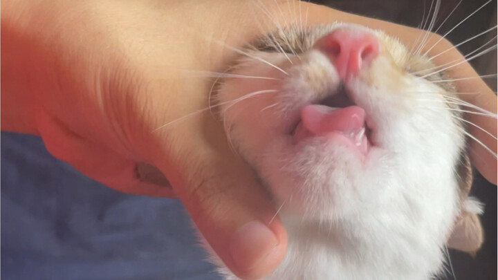 猫对家里水的理解，我总算知道我家猫不爱喝碗里水了的原因