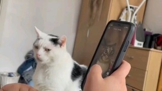 Kecemburuan membuat kucing tampak tidak dapat dikenali!