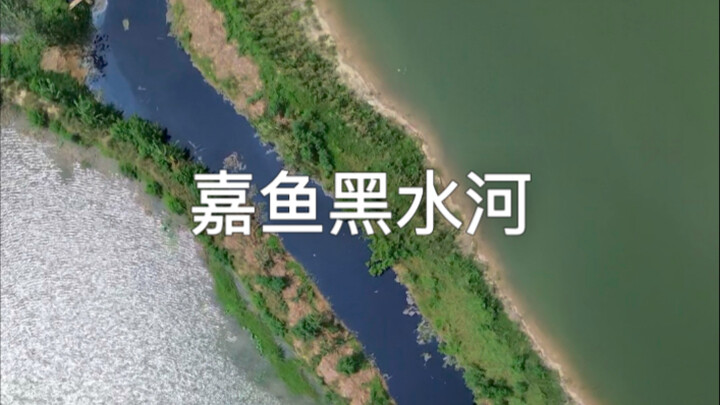 Jiayu’s Black Water River: Stinking wastewater cleverly flows through the aquaculture zone and strai