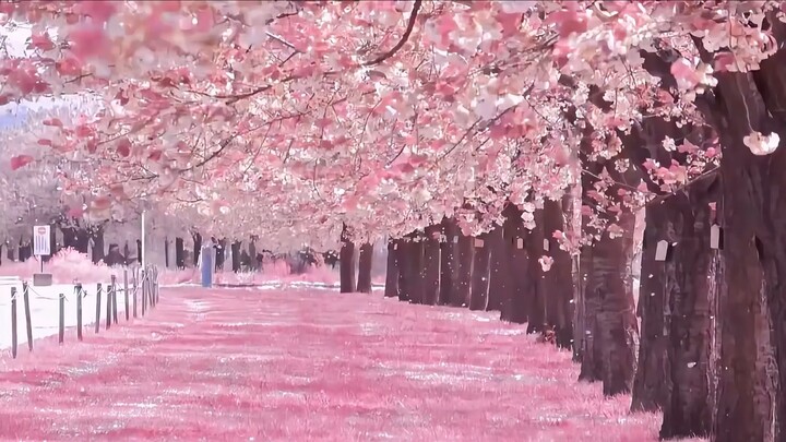 “Mời bạn gái xinh nhất thế giới vào xem hoa nhé!”