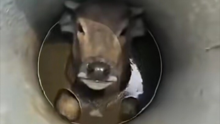 Cow: Lighter, damn it—this is my freaking head!