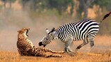 Zebra Stallion Kills Cheetah Cub.