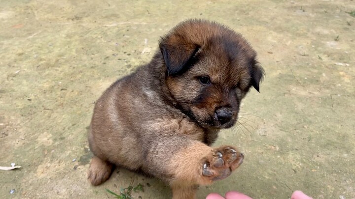 The little puppy wants to shake my hand when he sees me. It's so cute.