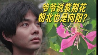 为什么爷爷说紫荆花朝北也是向阳？