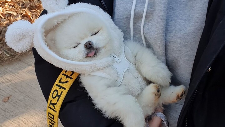 Anak anjing yang mendengkur sambil berjalan-jalan akhirnya tertidur sendiri, lalu masuk ke bak mandi