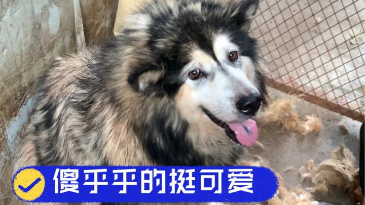 Memang agak jelek sih, tapi setidaknya jadi lebih adem!