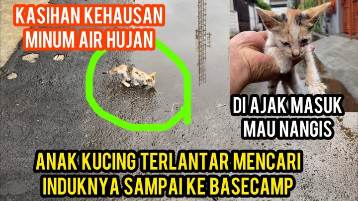 Anak Kucing Terlantar Kehausan Minum Air Hujan Datang Sendiri Ke Basecamp..!