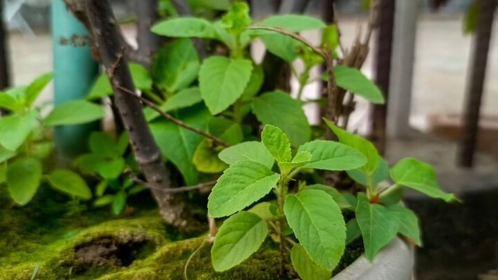 4k nature picture