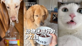 السلوكيات المحيّرة للحيوانات ج.11