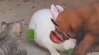 The little bunny is so cute—how could you possibly eat it?