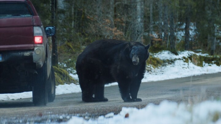Could a single black bear really bring down an entire gang? 2025 French-style absurdist crime comedy