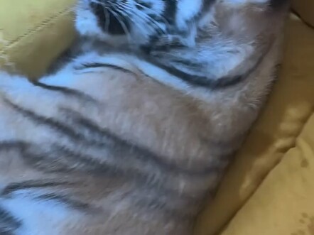 Bayi harimau Siberia langsung tertidur begitu saja—muda memang enak, tinggal rebah langsung ngantuk!