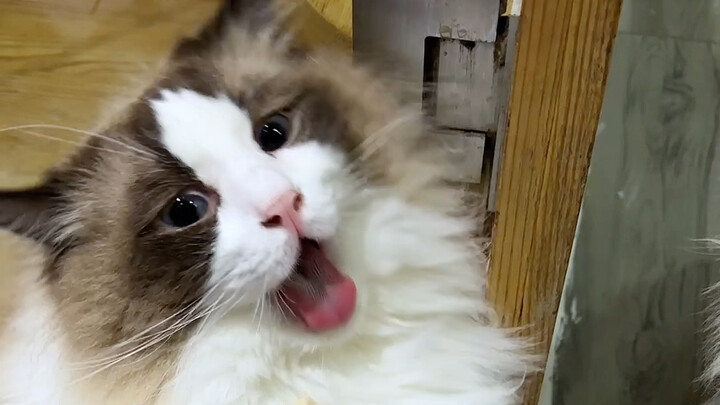 “The Little Kitten Beaten Severely”