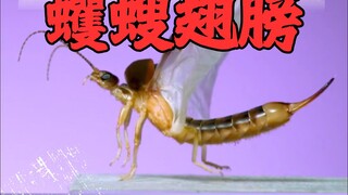 This seemingly inconspicuous insect has already completely surpassed the limits of human materials s