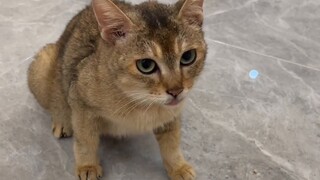 Bagaimana rasanya digigit kucing dan anjing secara bersamaan?