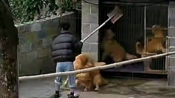 สองเจ้าโกลเด้นตัวใหญ่ทะเลาะกัน พี่ใหญ่เลยเข้าไปแยกทั้งคู่ออก!