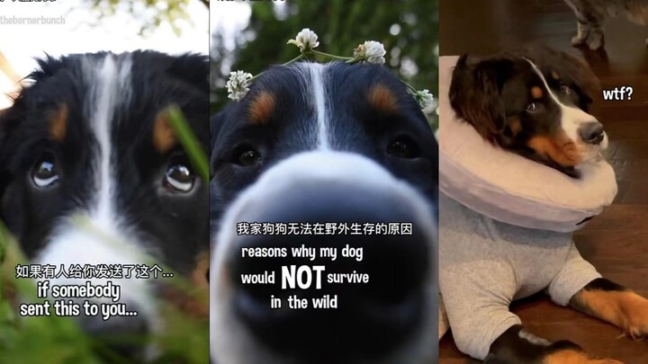 سبب عدم قدرة كلب بيرن مونتن الخاص بي على البقاء في البرية – الجزء 2