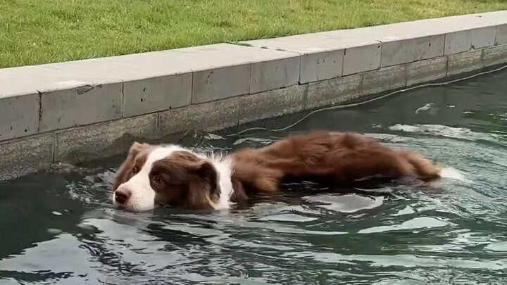 Tuy tên là Cá Nhỏ nhưng thật ra cậu ấy bơi không giỏi lắm.