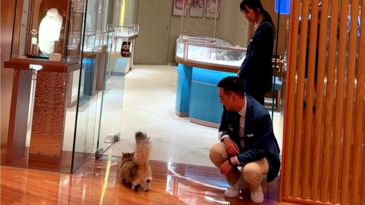 Chắc đời trước mèo nhà tôi là đại gia rồi