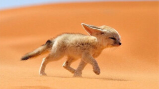 Fennec Fox: สัตว์ตัวน้อยน่ารักที่เกิดในทะเลทรายและยืนกรานที่จะนอนดึกทุกวัน!