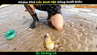 Khi Triệu Phú Thử Thách Sinh Tồn Nơi Hoang Dã 8 - Ốc Khổng Lồ - Review Con Người