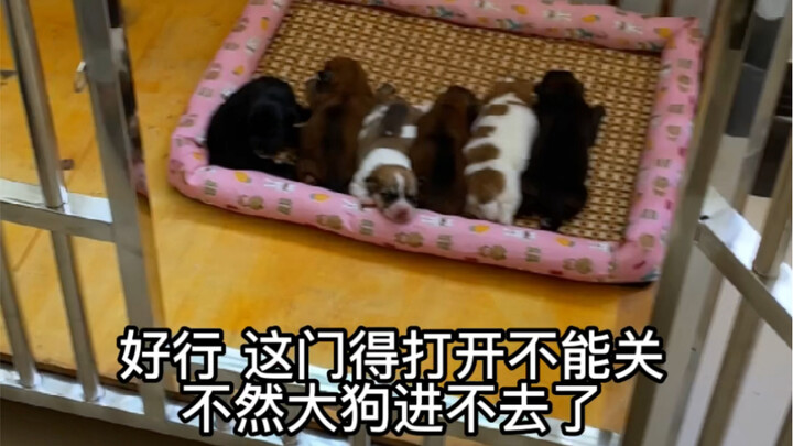 Episode 13: Upgrading the Puppies’ Cozy New Homes