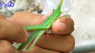 Kiếm Mồi Cho Thằng Cưỡng Và Mấy Em Bìm Bịp - 7 Ân