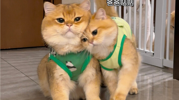 贴贴 贴贴！我要贴贴！！！！